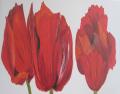 images/bilder/blumen//mohn.jpg